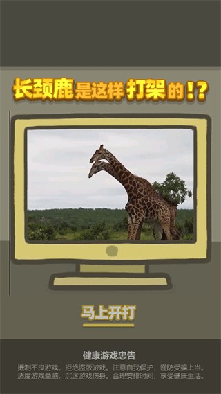 长颈鹿是这样打架的