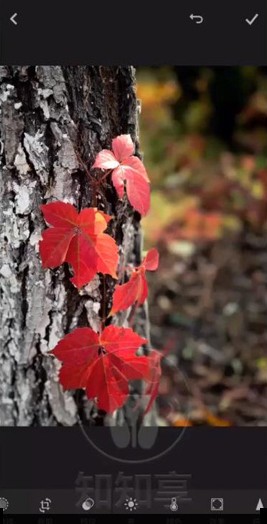 lightroom中文手机安卓版