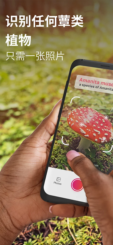 蘑菇识别扫一扫