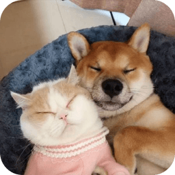 萌趣猫狗翻译器